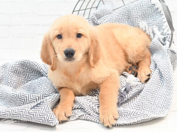 Golden Retriever DOG Female Golden 36106 Petland Novi, Michigan