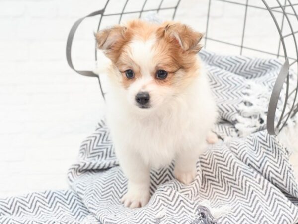 Teddy/Pom DOG Male Sable / White 36082 Petland Novi, Michigan