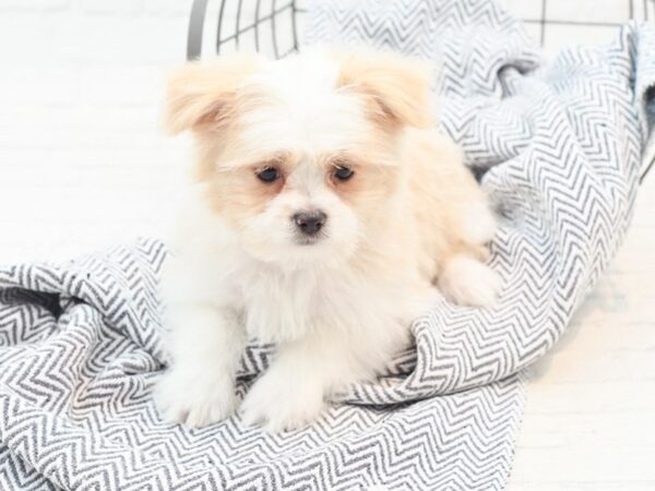 Aussie Tzu-DOG-Male-Tan / White-36084-Petland Novi, Michigan