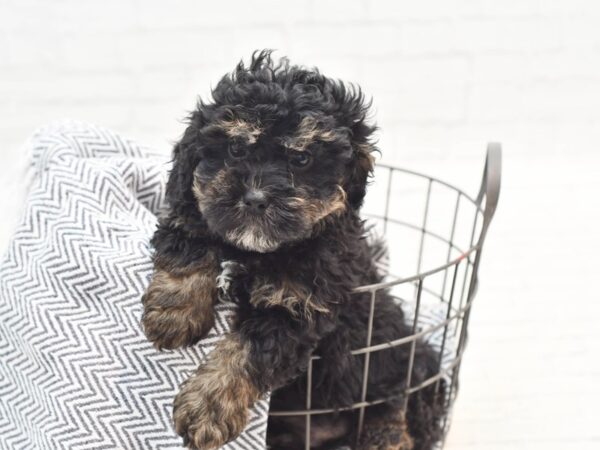 Mini Goldendoodle Dog Male Black & Tan 36093 Petland Novi, Michigan