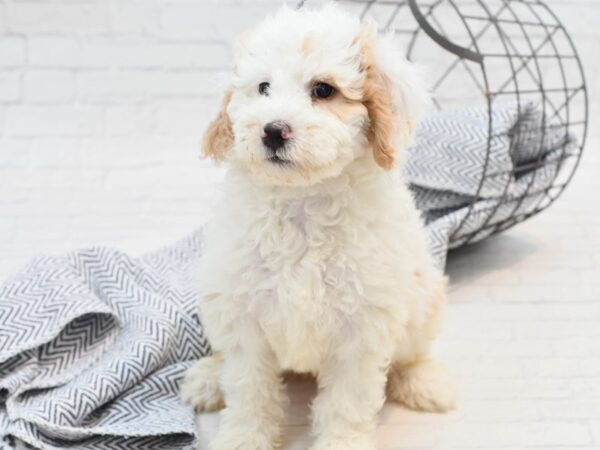 Mini Bernadoodle-Dog-Female-Red Parti-36092-Petland Novi, Michigan