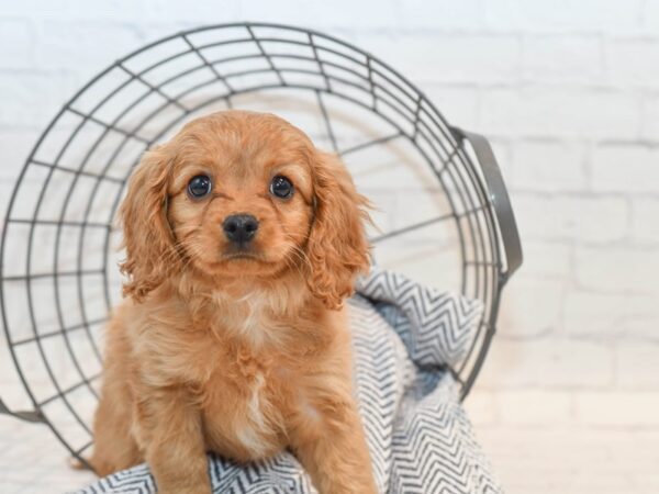 Cavapoo DOG Female Ruby 36109 Petland Novi, Michigan