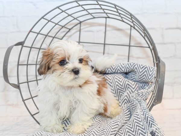 Teddy Bear DOG Male White / Sable 36107 Petland Novi, Michigan