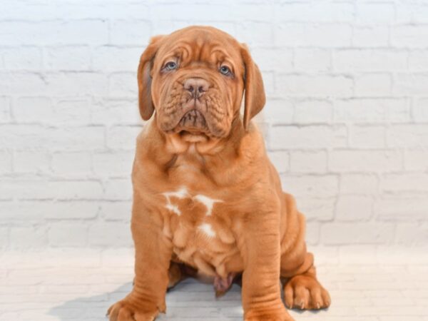 Dogue de Bordeaux DOG Male Red 36111 Petland Novi, Michigan