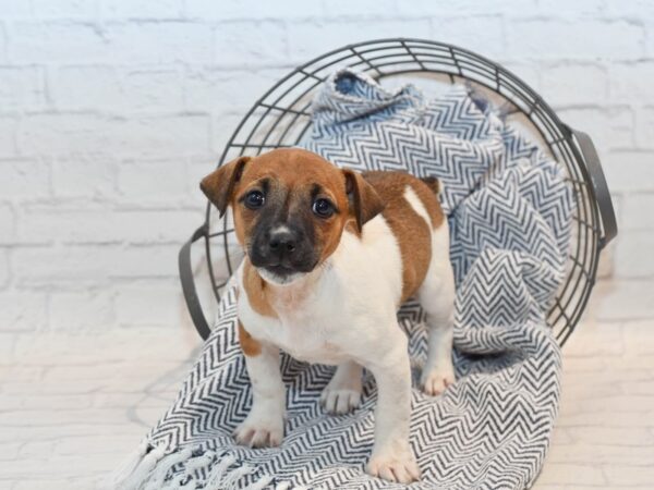 Jack Russell Terrier DOG Female White / Brown 36112 Petland Novi, Michigan