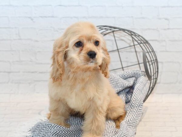 Cocker Spaniel Dog Female Buff 36113 Petland Novi, Michigan