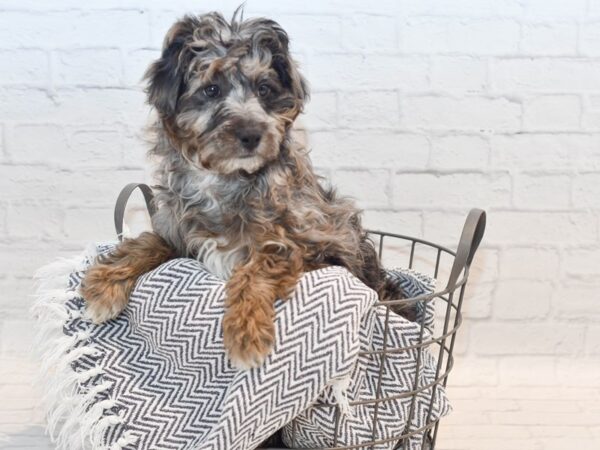 Mini Aussiepoo Dog Male Blue Merle 36114 Petland Novi, Michigan