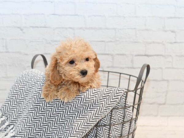 Miniature Poodle DOG Male Red 36115 Petland Novi, Michigan