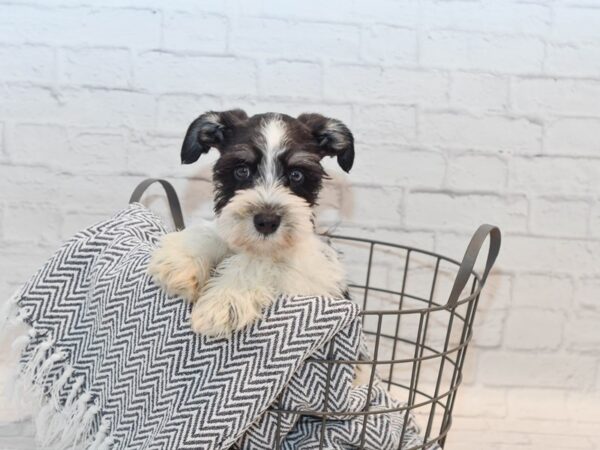 Miniature Schnauzer-DOG-Male-Black & White Parti-36116-Petland Novi, Michigan