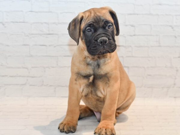 English Bullmastiff DOG Male Fawn w/Blk Mask 36117 Petland Novi, Michigan