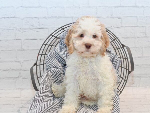 Cockapoo-Dog-Male-Apricot & White-36120-Petland Novi, Michigan