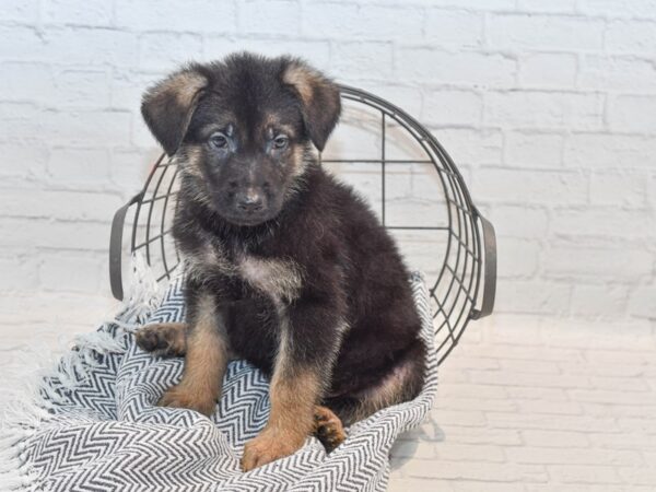 German Shepherd DOG Male Black & Tan 36123 Petland Novi, Michigan