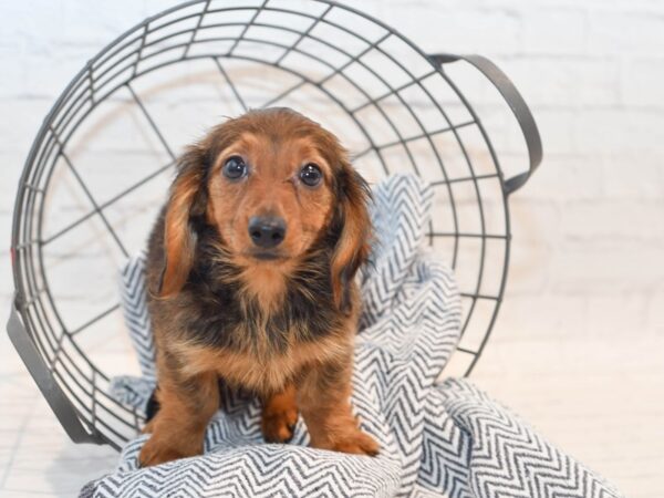 Dachshund DOG Female Red 36125 Petland Novi, Michigan