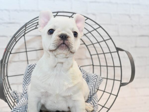 French Bulldog DOG Male Cream 36128 Petland Novi, Michigan