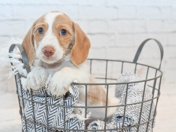 Dachshund-Dog-Male-Tan & White-36129-Petland Novi, Michigan