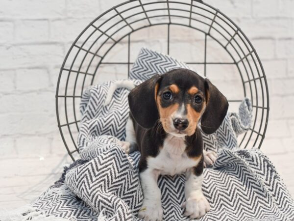 Dachshund DOG Female Tri 36130 Petland Novi, Michigan