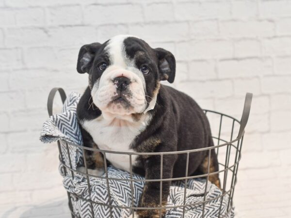 English Bulldog DOG Male Black & White 36131 Petland Novi, Michigan