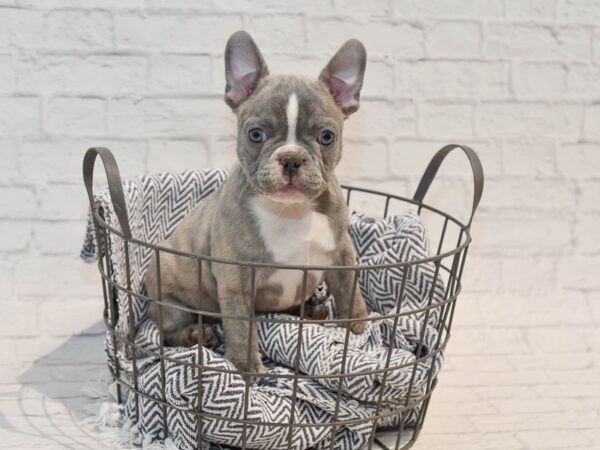 French Bulldog Dog Male Lilac Brindle 36126 Petland Novi, Michigan