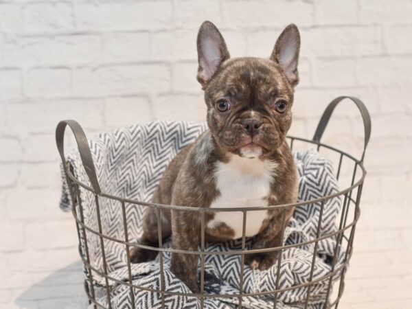 French Bulldog DOG Female Chocolate Brindle 36127 Petland Novi, Michigan