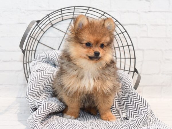 Pomeranian-Dog-Male-Red Sable-36132-Petland Novi, Michigan