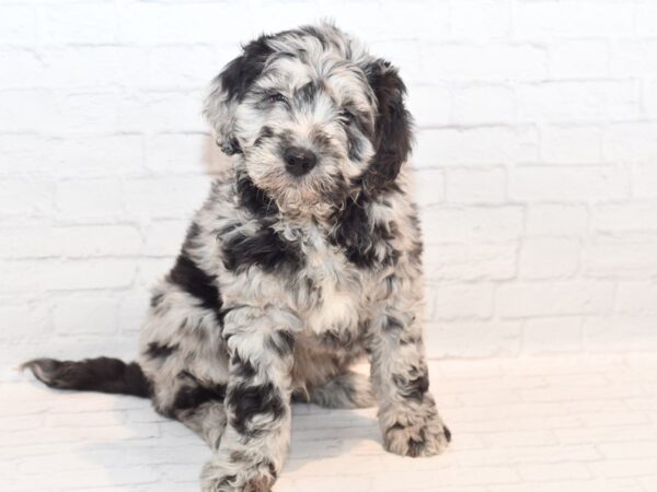 Mini Newfiepoo-Dog-Male-Blue Merle-36155-Petland Novi, Michigan