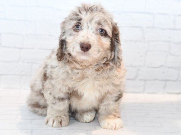 Mini Newfiepoo Dog Female Chocolate Merle 36154 Petland Novi, Michigan