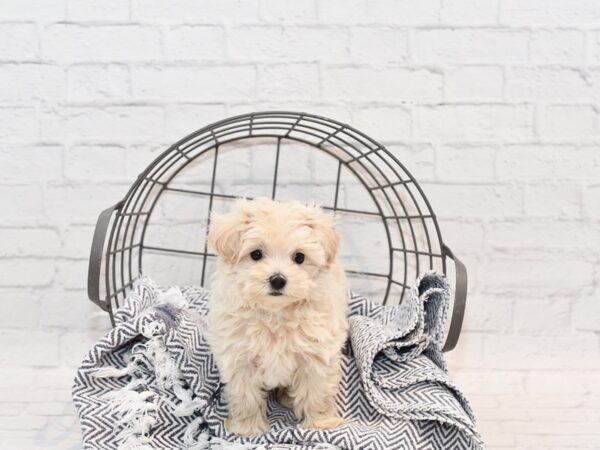 Maltipoo DOG Female Apricot 36153 Petland Novi, Michigan