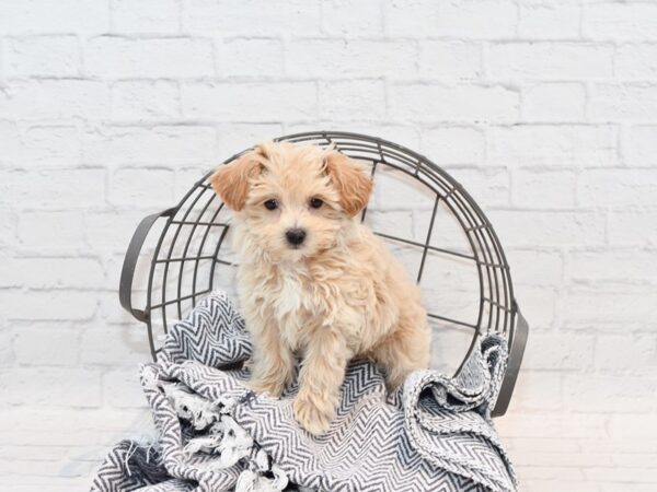 Maltipoo Dog Male Apricot 36152 Petland Novi, Michigan