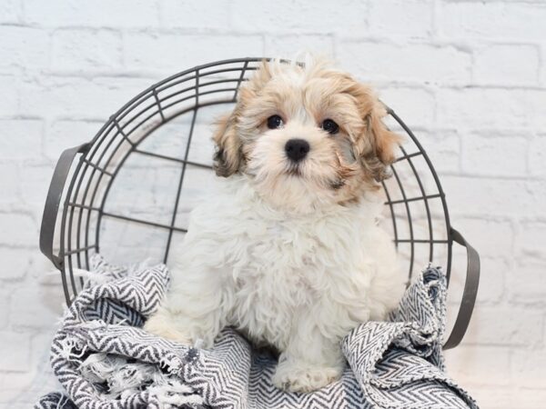 Coton De Tulear-Dog-Male-Brown & White-36151-Petland Novi, Michigan