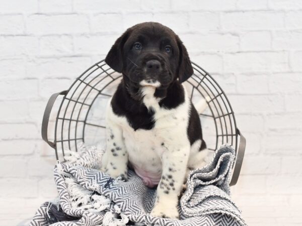 Mini Walrus (Shar-Pei/Beagle) Dog Male Black / White 36150 Petland Novi, Michigan