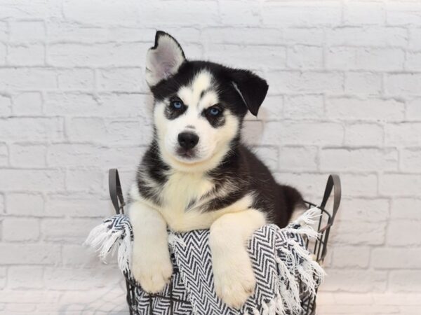 Siberian Husky Dog Male Black / White 36149 Petland Novi, Michigan