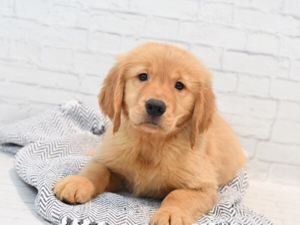 Golden Retriever Dog Male Dark Golden 36148 Petland Novi, Michigan