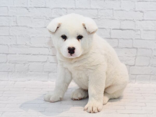 Akita DOG Male White 36147 Petland Novi, Michigan