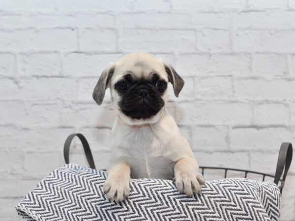 Pug Dog Male Fawn 36146 Petland Novi, Michigan