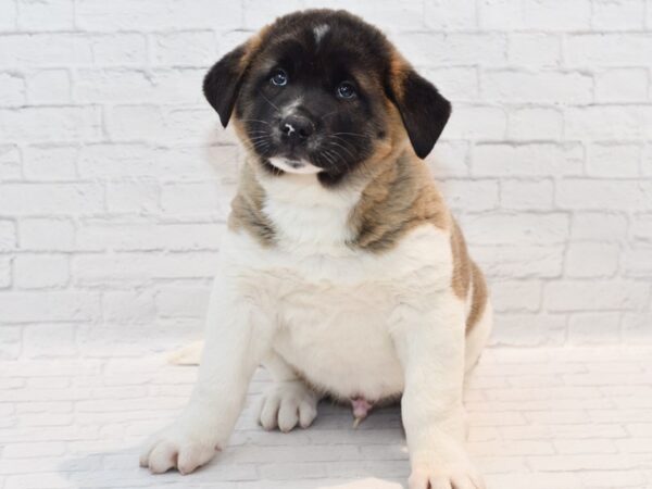 Akita Dog Male Brown / White 36145 Petland Novi, Michigan