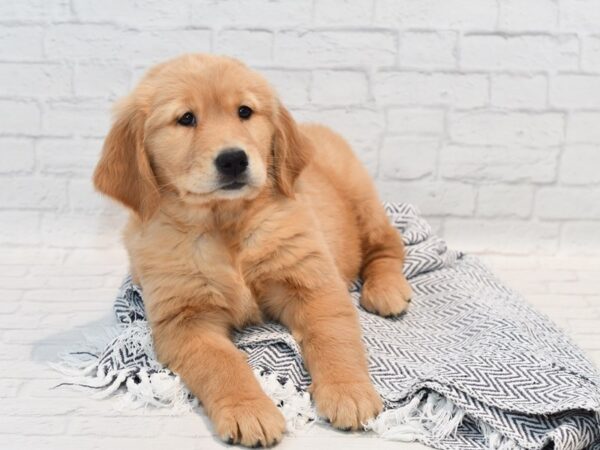 Golden Retriever Dog Female Golden 36144 Petland Novi, Michigan