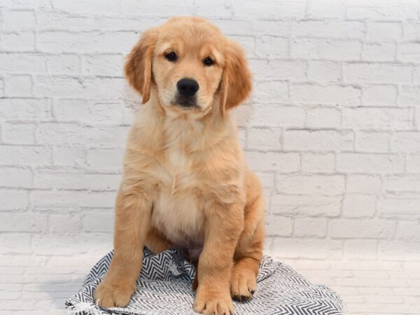 Golden Retriever DOG Male Golden 36143 Petland Novi, Michigan