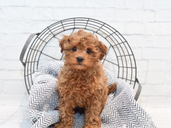 Cavapoo Dog Male Red 36142 Petland Novi, Michigan