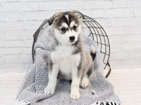 Huskimo DOG Female Black & White 36140 Petland Novi, Michigan