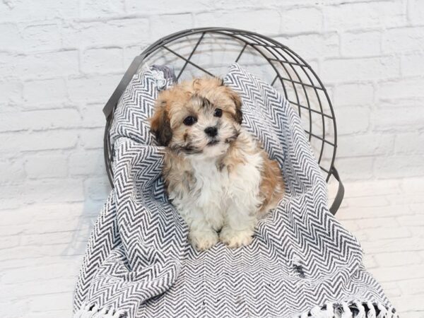 Teddy Bear Dog Male Brown & White 36139 Petland Novi, Michigan