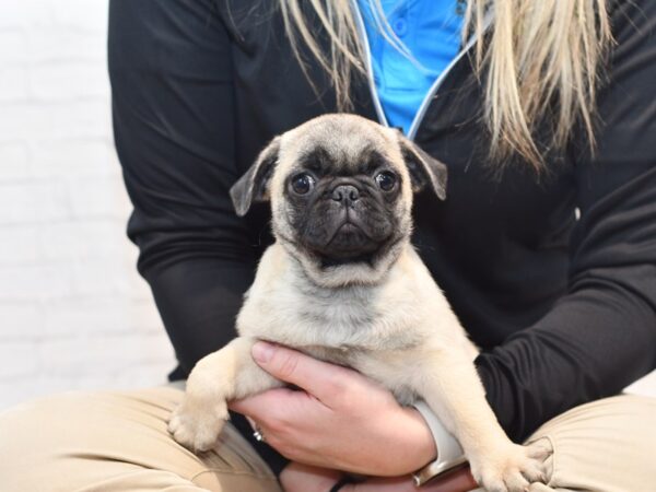 Pug-Dog-Male-Fawn-36138-Petland Novi, Michigan