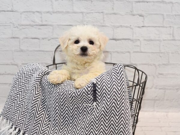 Bichon Frise Dog Male White 36137 Petland Novi, Michigan