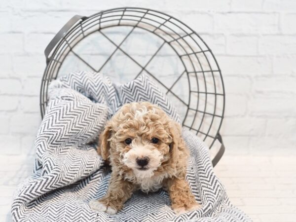 Bichonpoo-Dog-Male-Red & Whtie-36136-Petland Novi, Michigan