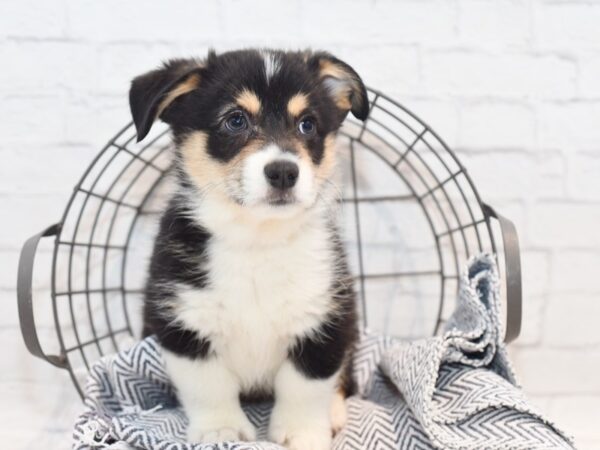 Pembroke Welsh Corgi DOG Male Tri 36135 Petland Novi, Michigan