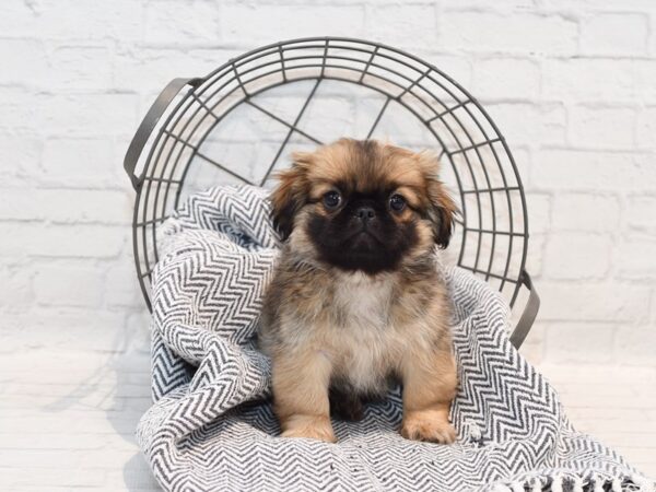 Pekingese-Dog-Male-Biscuit-36134-Petland Novi, Michigan