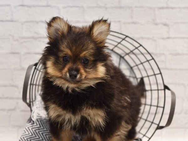 Pomeranian DOG Female Black & Tan 36133 Petland Novi, Michigan