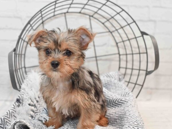 Yorkshire Terrier Dog Female Blue 36157 Petland Novi, Michigan