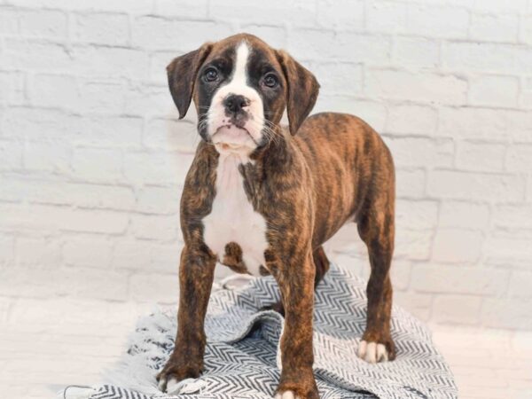 Boxer Dog Female Brindle 36161 Petland Novi, Michigan