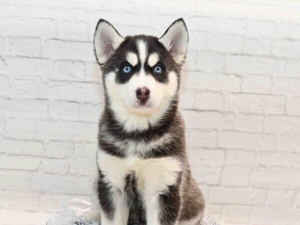 Siberian Husky Dog Female Black & White 36163 Petland Novi, Michigan