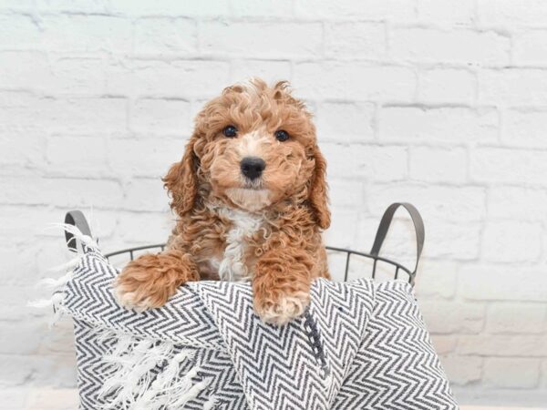 Goldendoodle Mini F1b Dog Male Light Apricot 36165 Petland Novi, Michigan